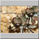 Cicindela hybrida - Duenen-Sandlaufkaefer 17b Sandgrube Niedringhaussee.jpg